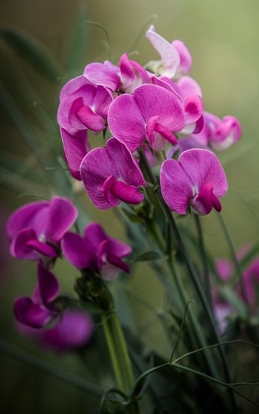 Sweet pea by Freddy Hoevers