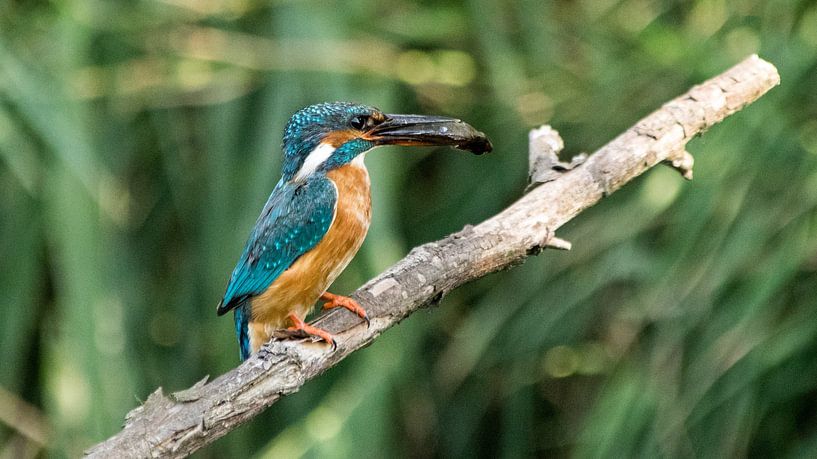 Eisvogel. von Robert Moeliker
