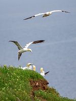 young gannet