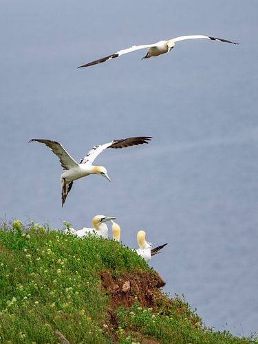 jeunes fous de Bassan
