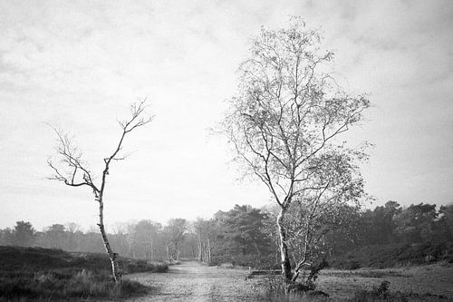 Berken op landgoed Lievensberg (zwart-witfotografie)