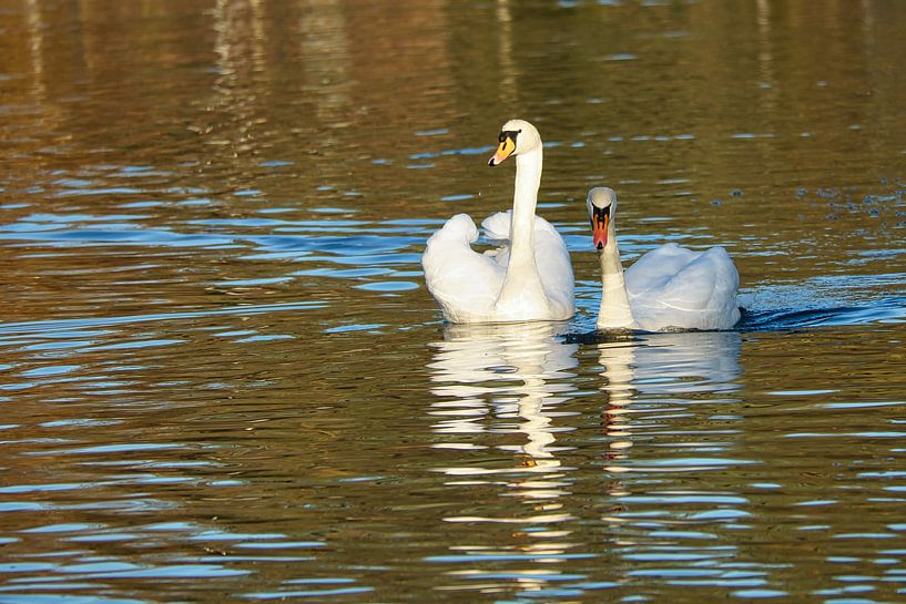 White swan, mute swan, on the water. by Martin Köbsch
