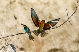 Bunte Bienenfresser von Roland Brack