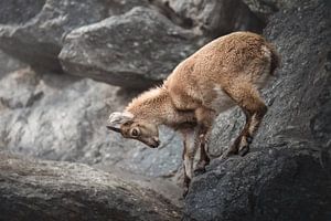 L'ourson capricorne grimpe parmi les rochers.