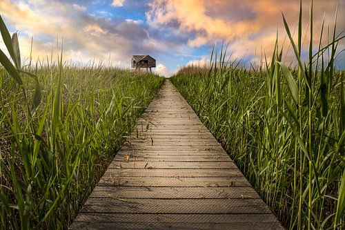 Côté nouveaux États