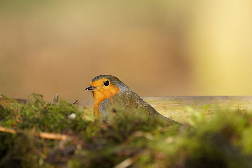Roodborst kijkt op van Stobbe; stiltegrafie