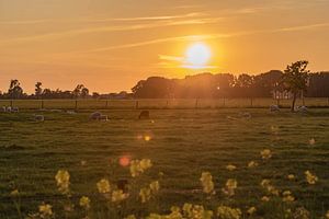 coucher de soleil sur le pâturage des moutons sur Tania Perneel