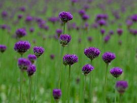 Harmonie violette sur Vinte3Sete