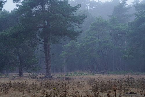 Hulsholsterzand atmosphere