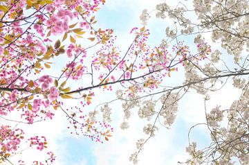 Takken met bloesem in de lente II van Corinne Welp