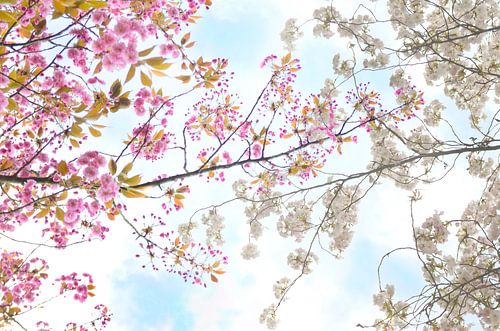 Branches with blossom in spring II