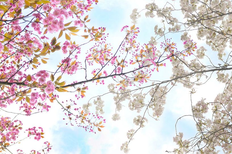 Branches with blossom in spring II by Corinne Welp