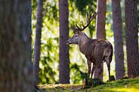 Cerf rouge 