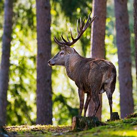 Cerf rouge  sur HJ de Ruijter