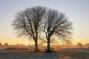 Magische Bäume
