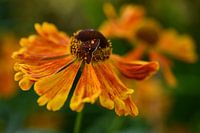 Vlindertje op een bloem