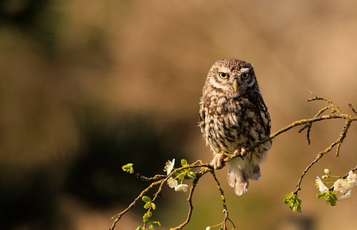 Little owl on a spring twig
