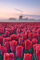 Tulip field with mill