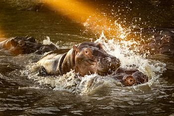 Des hippopotames sud-africains jouent dans les eaux de Sainte-Lucie au coucher du soleil - Paysages naturels d'Afrique du Sud