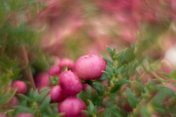 Roze bes van Paul Glastra Photography