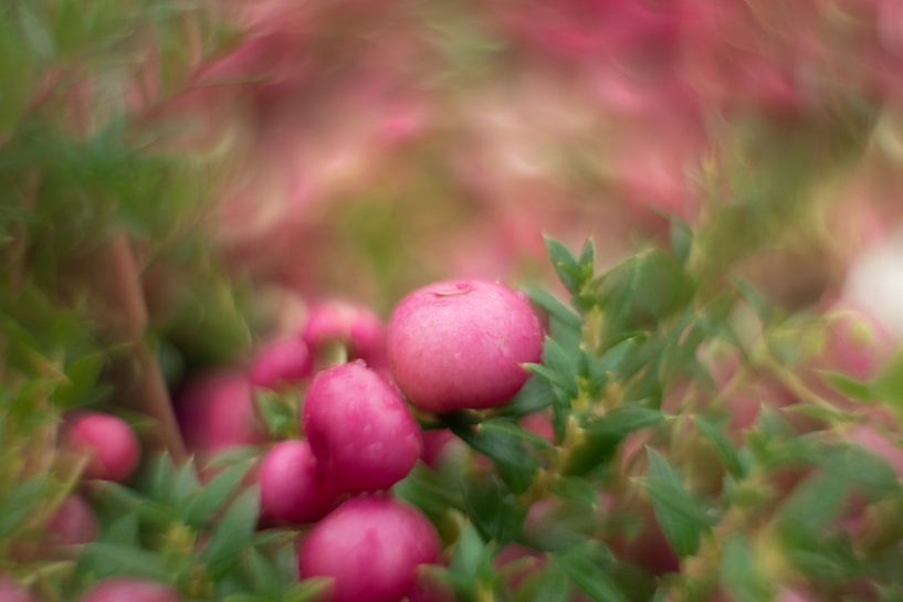 Roze bes par Paul Glastra Photography