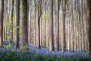 Malerischer Hallerbos - Hyazinthenfest I