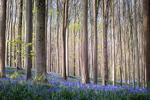 Hallerbos pittoresque - Fête des jacinthes I