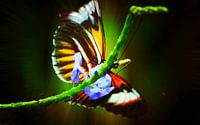 Butterfly par King Photography Aperçu