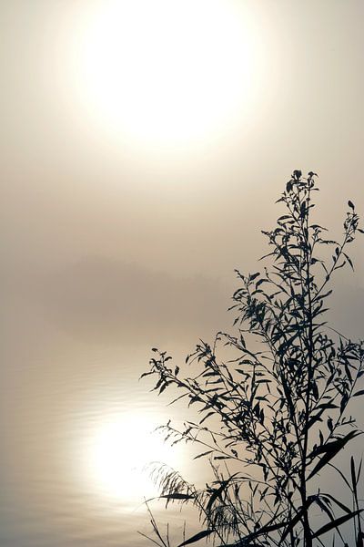 Mehr mit Pflanzen im Morgennebel bei aufgehender Sonne von Trinet Uzun
