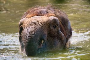 Zwemmende olifant
