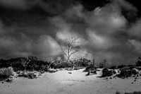 Bare, luminous tree in dunes with dramatic clouds in black and white