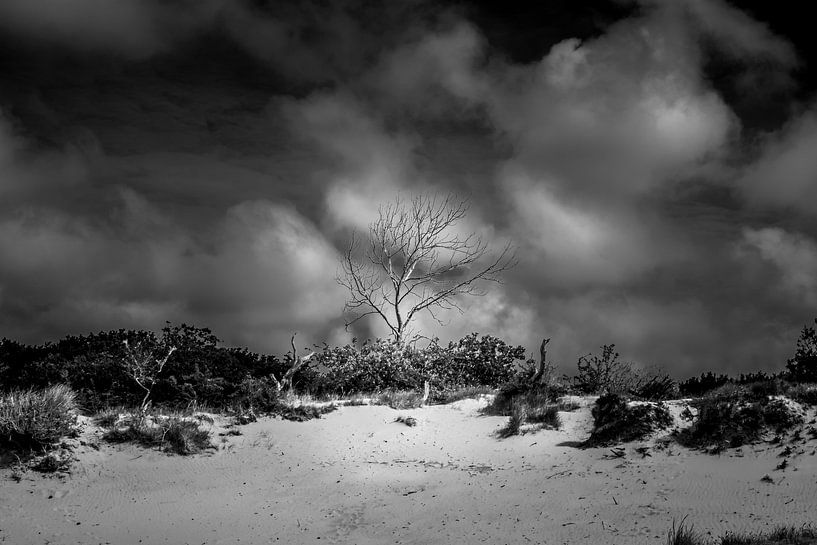 Bare, luminous tree in dunes with dramatic clouds in black and white by Stephanie Kulk