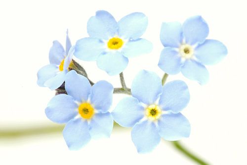 Vergeet-mij-nietjes op een witte achtergrond