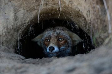 Renard dans un terrier de renard... Renard roux * Vulpes vulpes *