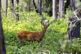 Ree im Wald genießt. von Ben Hoedt