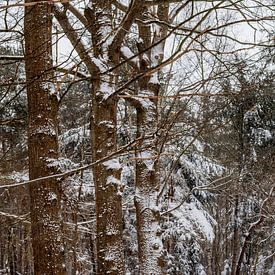Oak Lane im Schnee von Iris Brummelman