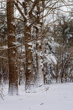 Eikenlaantje in de sneeuw van Iris Brummelman