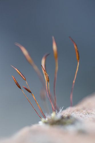 Mos tegen een blauwe achtergrond