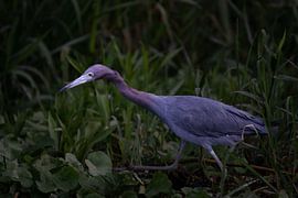 Kleiner Blauer Reiher in Tortuguero – Eleganz am Wasser von Rick Massar