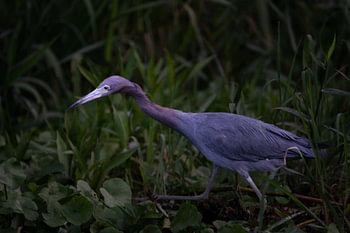 Kleine Blauwe Reiger in Tortuguero – Elegantie aan het water