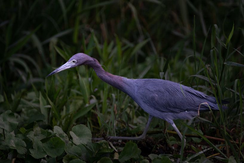 Little Blue Heron in Tortuguero – Elegance by the Water by Rick Massar