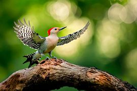 Grey kingfisher in flight on a tree trunk by Poster Art Shop