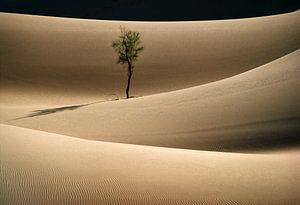 Eenzame boom in Sahara woestijn van Frans Lemmens