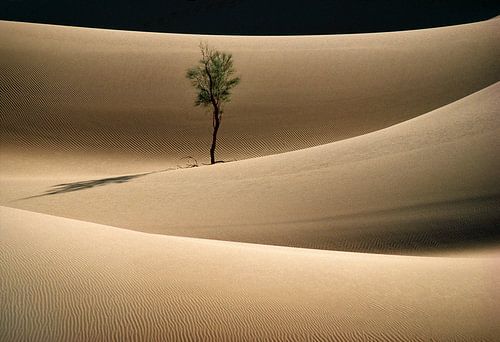 Lonely tree in Sahara desert