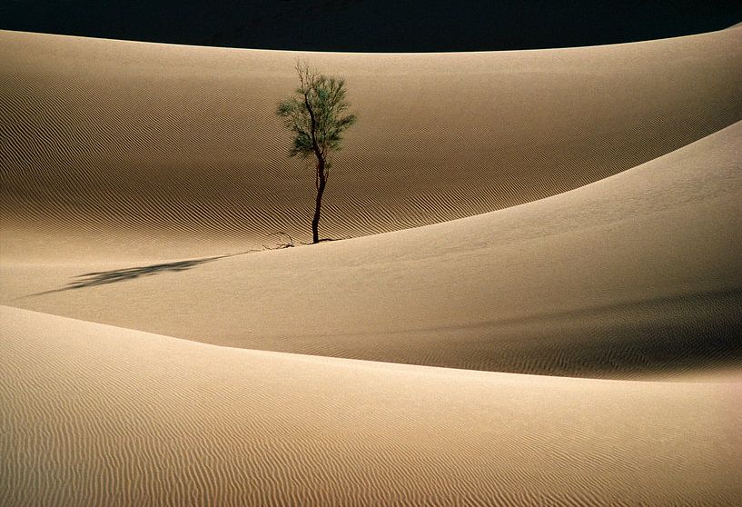 Eenzame boom in Sahara woestijn van Frans Lemmens
