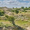 Panoramic view of the Dutch dunes by eric van der eijk