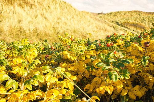 Blåvand duinlandschap in Denemarken aan de Noordzee