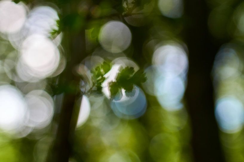 Forest photo with bokeh by Ad Jekel