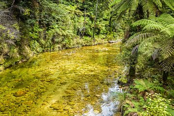 Heldere beek in Abel Tasman Nationaal Park, Nieuw Zeeland