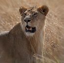 Lion van Anne-Marie Vermaat thumbnail